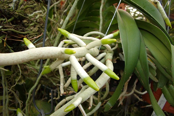 Корни орхидей