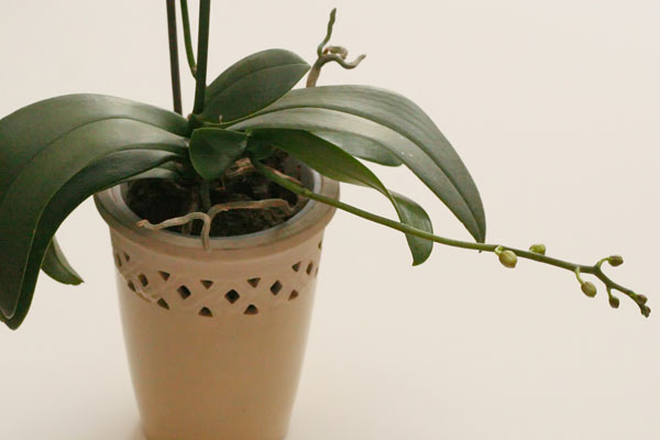Цветонос орхидеи растет в сторону