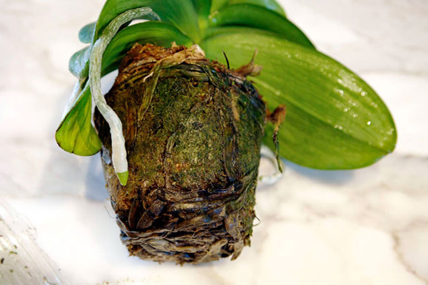 Загнивание корней орхидеи фаленопсис