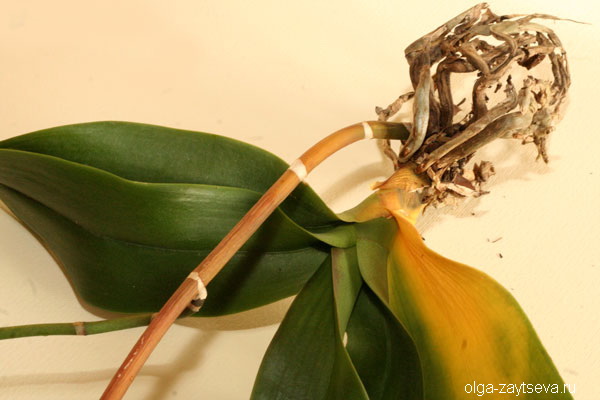 Почему желтеют листья орхидей
