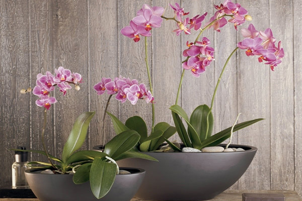 Горшки для орхидей
