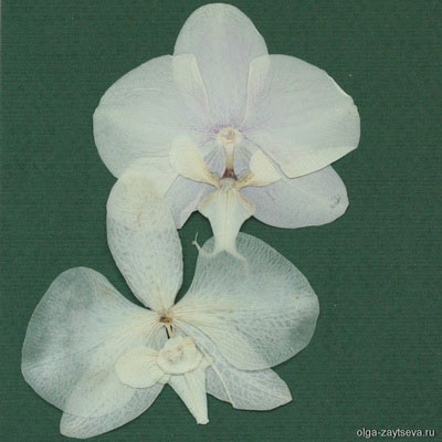 Что делать, если у орхидеи вянут цветы (5)