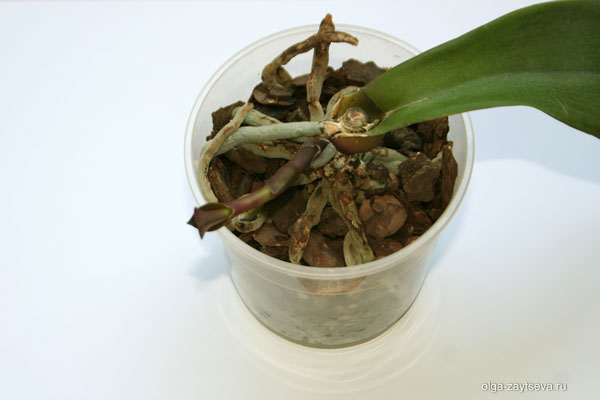 Орхидея без точки роста