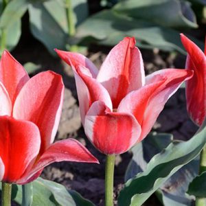 Как сохранить луковицы тюльпанов и нарциссов до весны