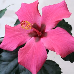 hibiscus (3)