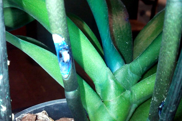 синие орхидеи 