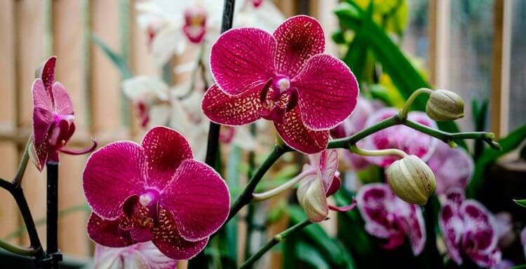 Обрезка цветоноса орхидеи фаленопсис