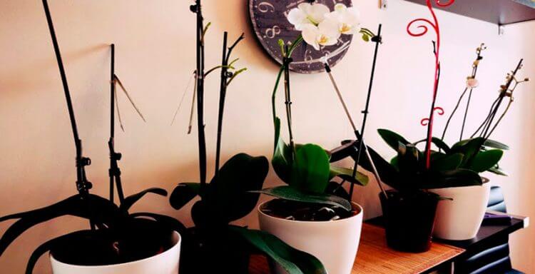 что делать с переросшими орхидеями