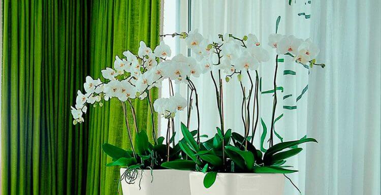 уход за орхидеями. повышение влажности воздуха