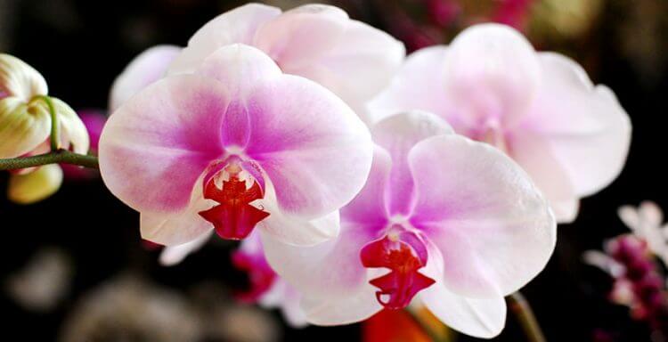 спасение орхидеи