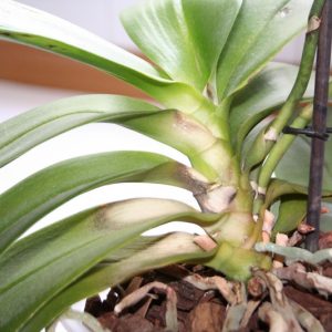 ozhogi-listjah-orhidej1